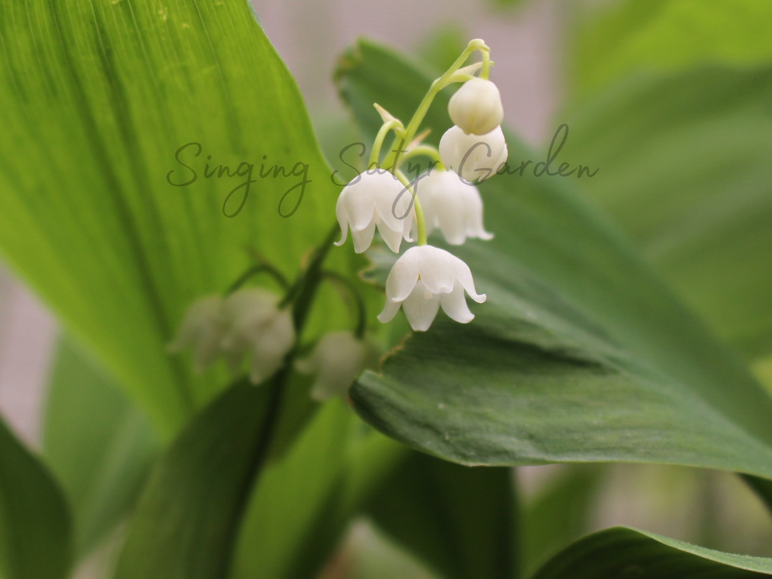 Lily of the Valley Root System: Fragrant Perennial Bell Flower