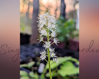 15 White Foamflower Bulbs: Perennial Wildflower, Pollinator Plant