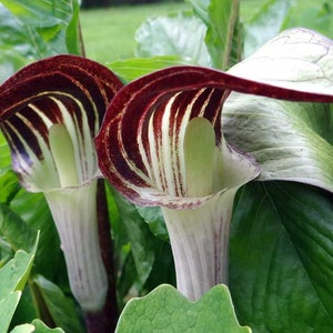 Jack in the Pulpit, Bulbs For Planting, Woodland Plants, Little Brown Jug, Arisaema Bulbs, Shade Plants, Spring Planting Bulbs