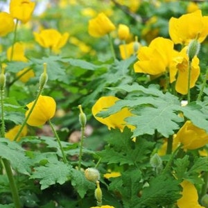 Wood Golden Poppy Bulbs, Plants for Zone 7, Stylophorum Diphyllum, Poppy Plant, Perennial Bulb, Shade Flowers, Rain Garden