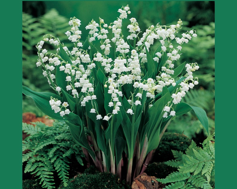 Lily of the Valley Bulbs for Planting Convallaria Majalis Etsy