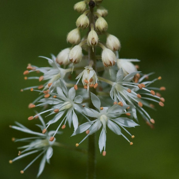 Foamflower, Perennial Flower Bulbs, Landscaping Plant, Pollinator Plant, White Flower, Spring Bulbs, Native Wildflower, Unique Plant