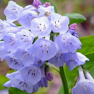 Virginia Bluebell, Perennial Flower Bulbs, Native Wildflower, Zone 7 Perennial, Shade Plants, Fall Planting Perennial, Deer Resistant Flower