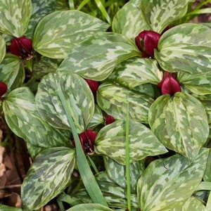 Prairie Trillium, Trillium Bulb, Perennial Shade Garden Plant, Fall Planting Bulb, Native Wildflower, Native Garden TN, Burgundy Flower