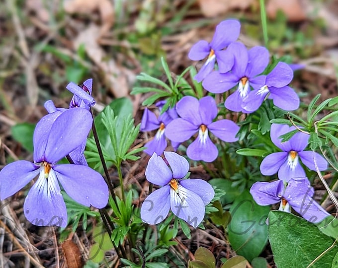 Bird Foot Violet, Root Systems, Viola Pedata, Pollinator, Medicinal ...