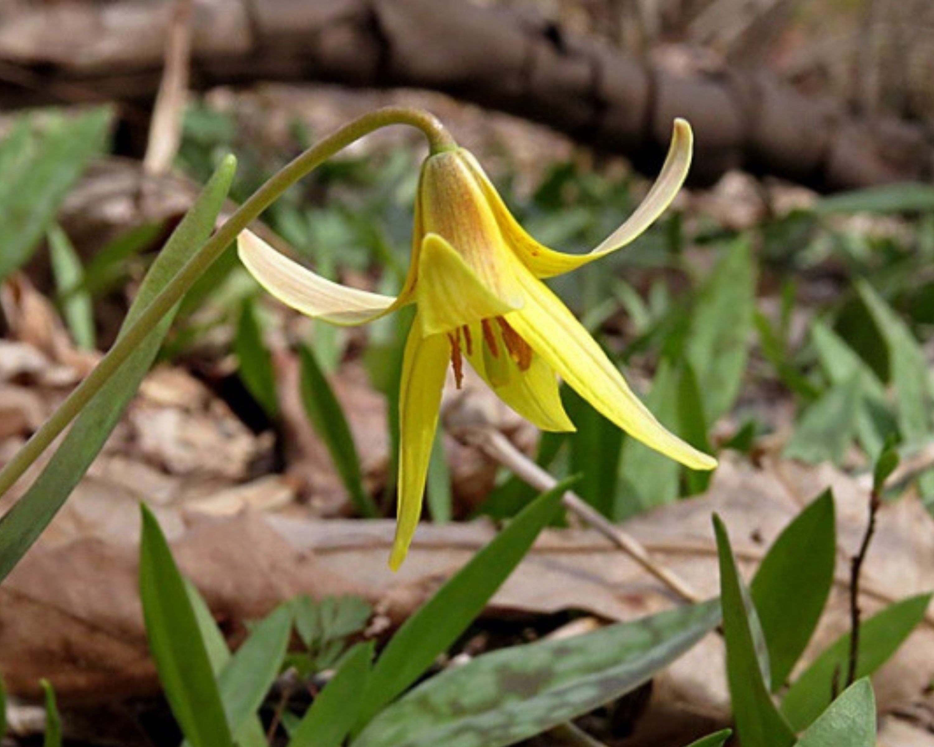 Trout Lily Medicinal Herb Herbaceous Perennial Bulbs Fall Etsy
