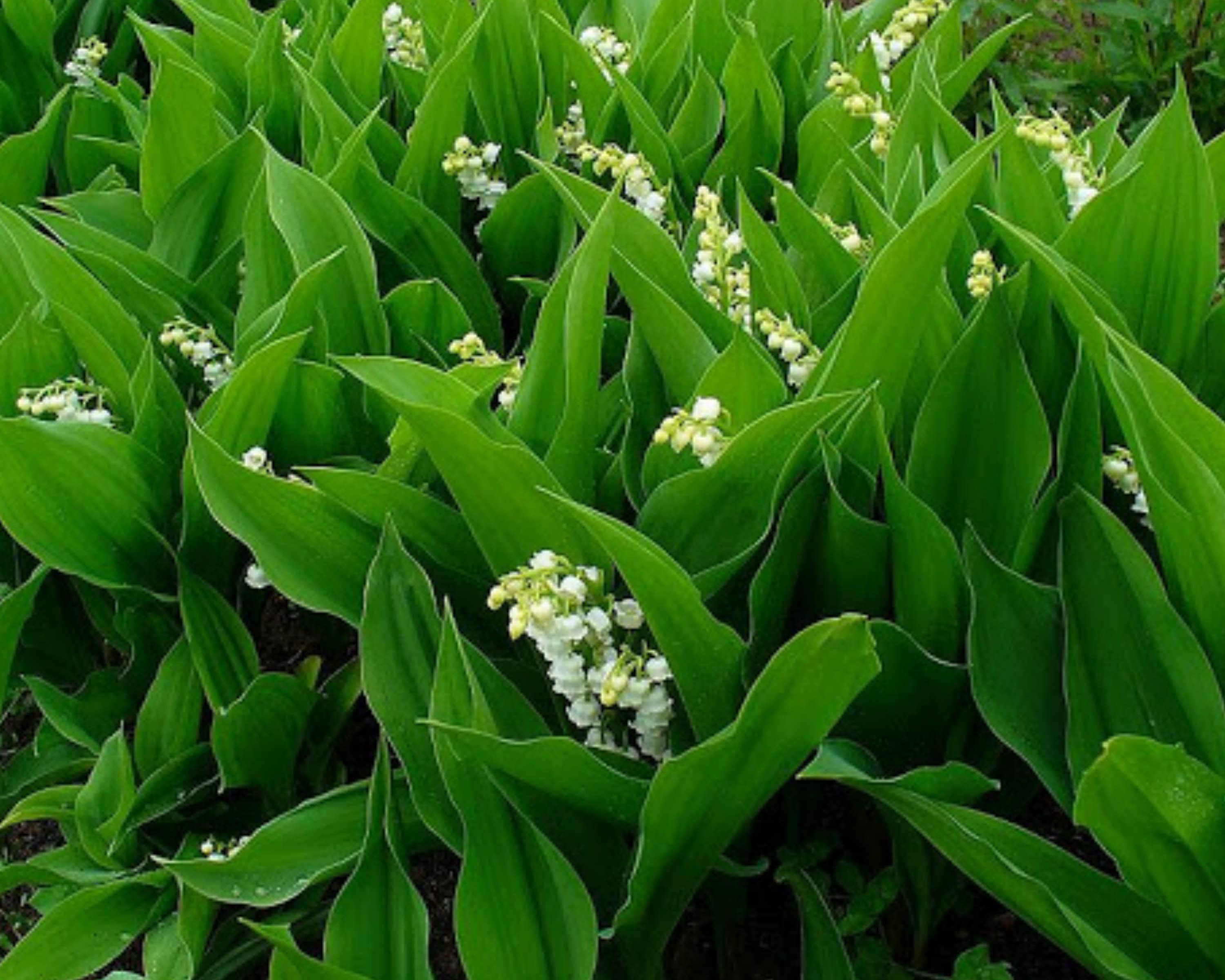 Lily of the Valley Bulbs for Planting Convallaria majalis Etsy