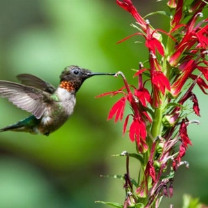 Red Cardinal Flower, Lobelia cardinalis, Flowers for Hummingbirds, Butterfly Flower, Cardinal Bulbs, Perennial Flowers, Wildflower Bulbs