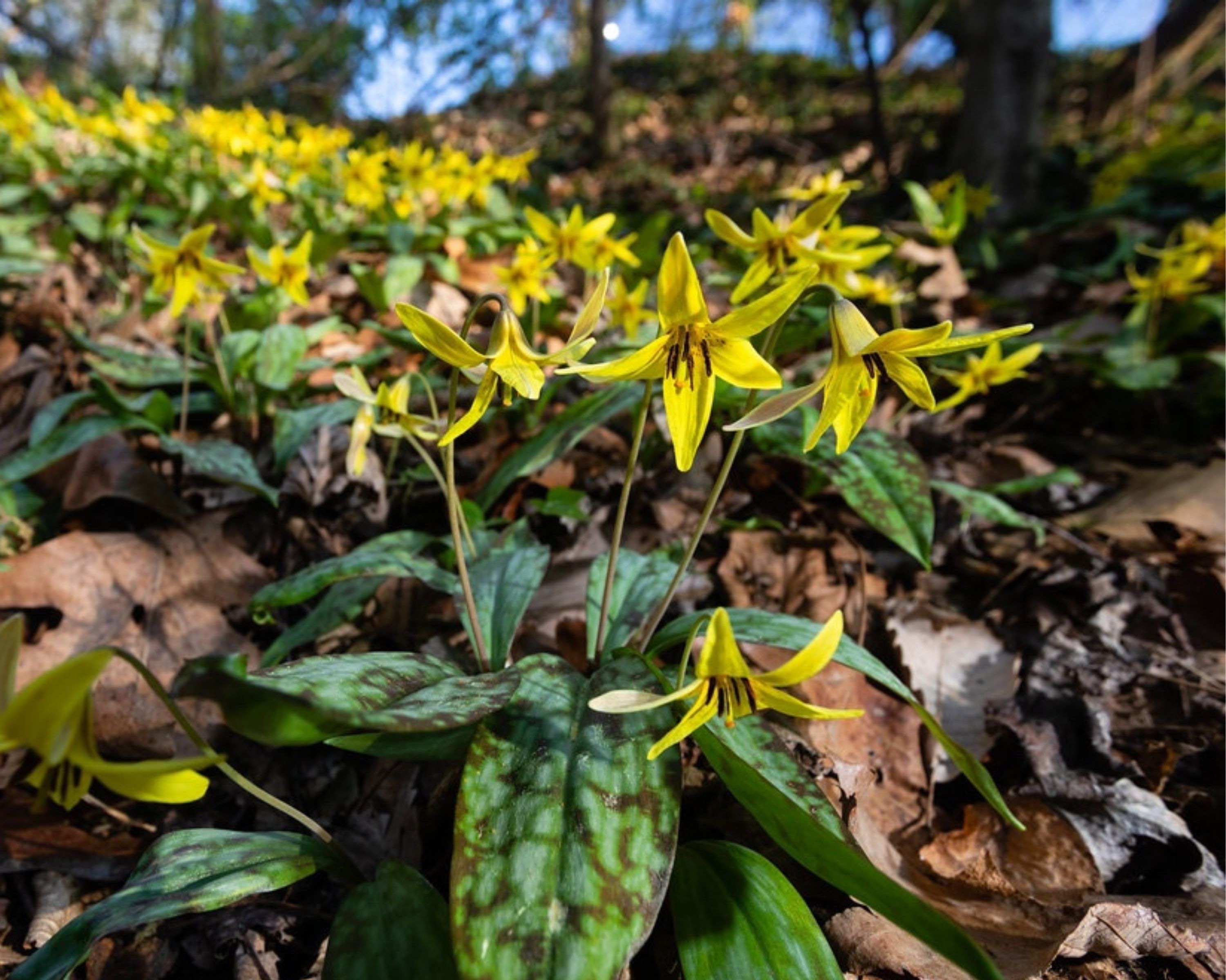 Trout Lily Medicinal Herb Herbaceous Perennial Bulbs Fall Etsy