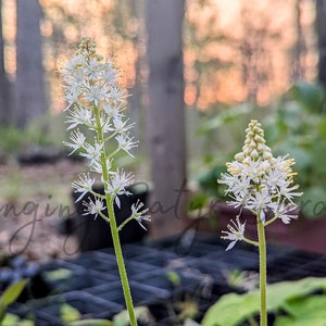 Foamflower, Perennial Flower Bulbs, Landscaping Plant, Pollinator Plant, White Flower, Spring Bulbs, Native Wildflower, Unique Plant