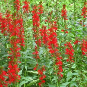 Red Cardinal Flower, Lobelia cardinalis, Flowers for Hummingbirds, Butterfly Flower, Cardinal Bulbs, Perennial Flowers, Wildflower Bulbs