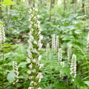 Rattlesnake Orchid, White Orchid, Terrarium Orchid, Small Orchid Plant, Shade Plants Perennial, Foliage Plant, Native Garden TN