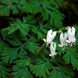 May include: White bleeding heart flowers with delicate petals bloom against a backdrop of lush green foliage.