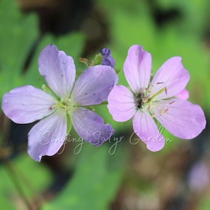 Wild Geranium, Wildflower Bulbs, Geranium maculatum, Purple Geranium, Perennial Flower, Deer Resistant Flower, Cranesbill, Full Sun Plant