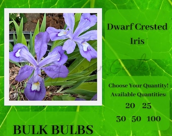 Bulk Dwarf Crested Iris Rhizomes, Purple Perennial Spring Flower, Bee Friendly Plant