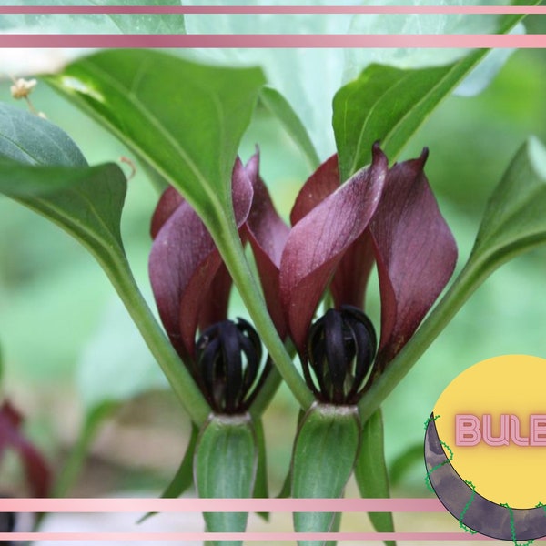 Prairie Trillium, Trillium Bulb, Perennial Shade Garden Plant, Fall Planting Bulb, Native Wildflower, Native Garden TN, Burgundy Flower