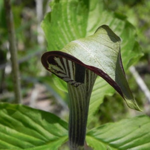 Jack in the Pulpit, Bulbs For Planting, Woodland Plants, Little Brown Jug, Arisaema Bulbs, Shade Plants, Spring Planting Bulbs