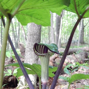 Jack in the Pulpit, Bulbs For Planting, Woodland Plants, Little Brown Jug, Arisaema Bulbs, Shade Plants, Spring Planting Bulbs