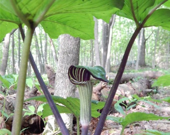 Jack in the Pulpit, Bulbs For Planting, Woodland Plants, Little Brown Jug, Arisaema Bulbs, Shade Plants, Spring Planting Bulbs