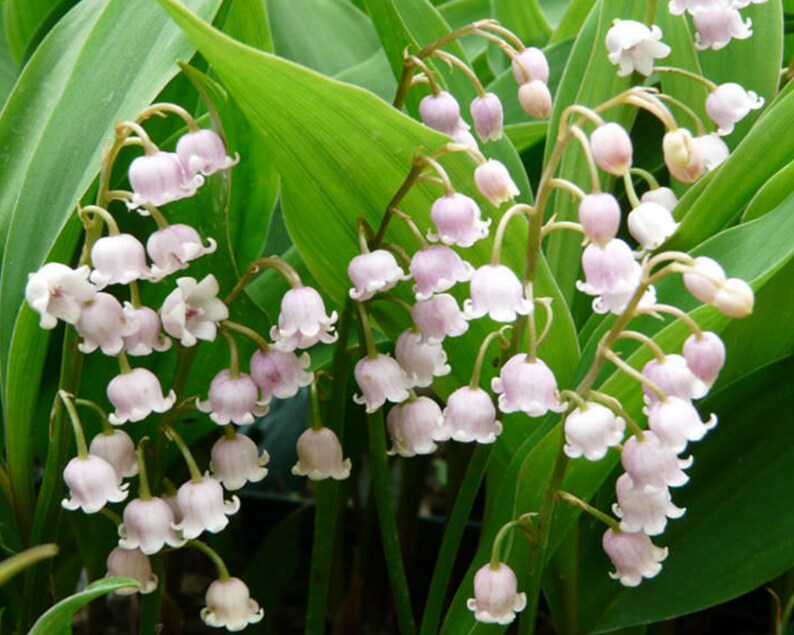 Lily of the Valley Bulbs for Planting Convallaria majalis Etsy