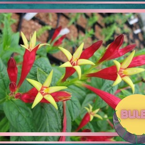 Indian Pink Bulbs, Spigelia marilandica, Little Redhead, Perennial Flower Bulbs, Firecracker Plant, Hummingbird Flower, Clumping Plants