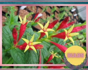 Indian Pink Bulbs, Spigelia marilandica, Little Redhead, Perennial Flower Bulbs, Firecracker Plant, Hummingbird Flower, Clumping Plants