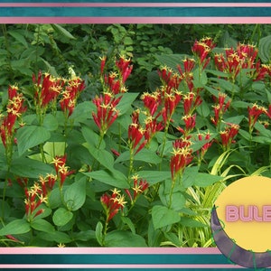 Indian Pink Bulbs, Spigelia marilandica, Little Redhead, Perennial Flower Bulbs, Firecracker Plant, Hummingbird Flower, Clumping Plants