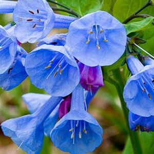 Virginia Bluebell, Perennial Flower Bulbs, Native Wildflower, Zone 7 Perennial, Shade Plants, Fall Planting Perennial, Deer Resistant Flower