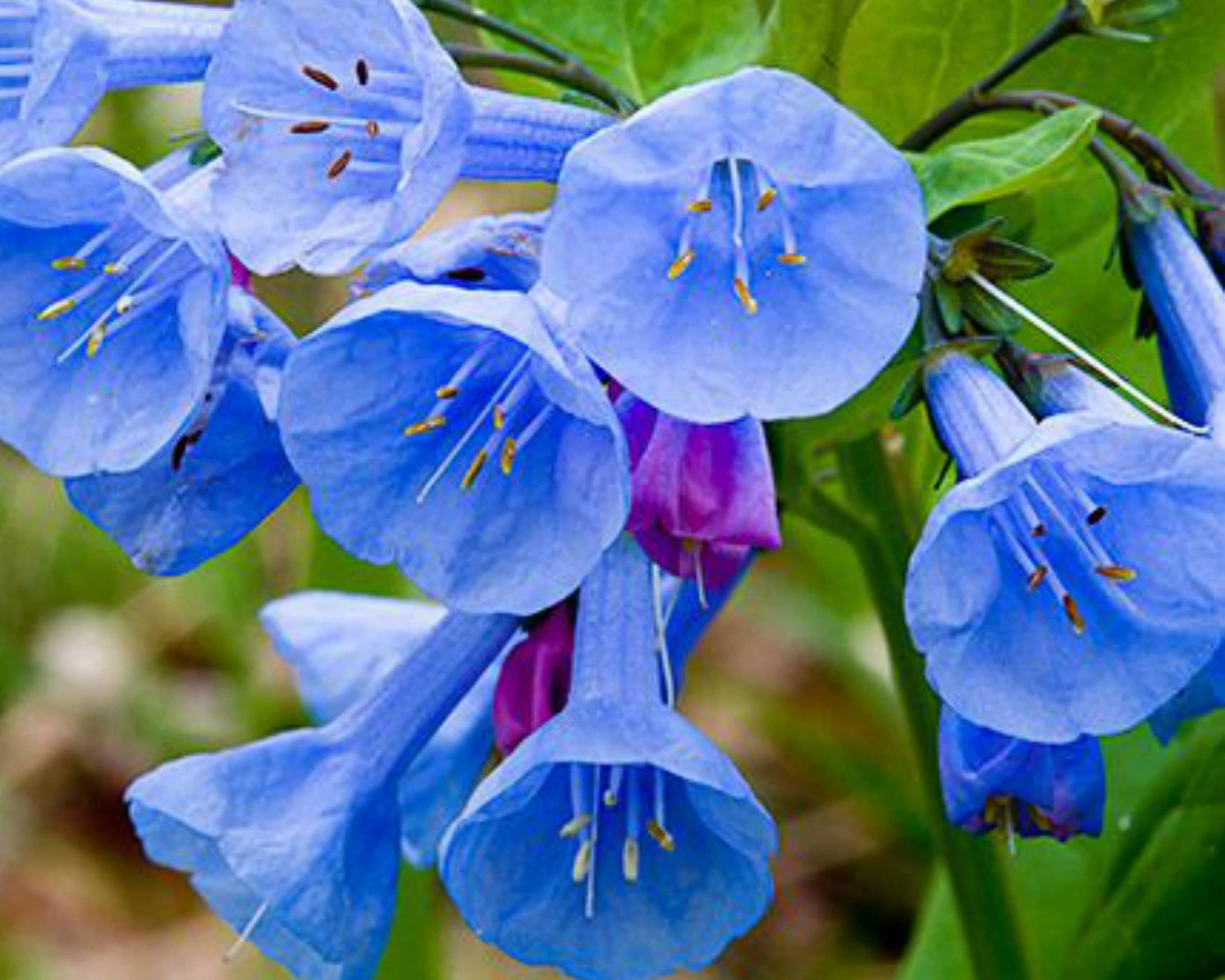 Virginia Bluebell, Perennial Flower Bulbs, Native Wildflower, Zone 7  Perennial, Shade Plants, Fall Planting Perennial, Deer Resistant Flower 