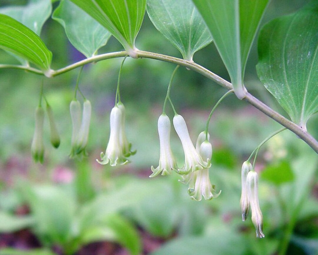 True Solomon Seal Root, Perennial Bulbs, Shade Plant, Deer Resistant