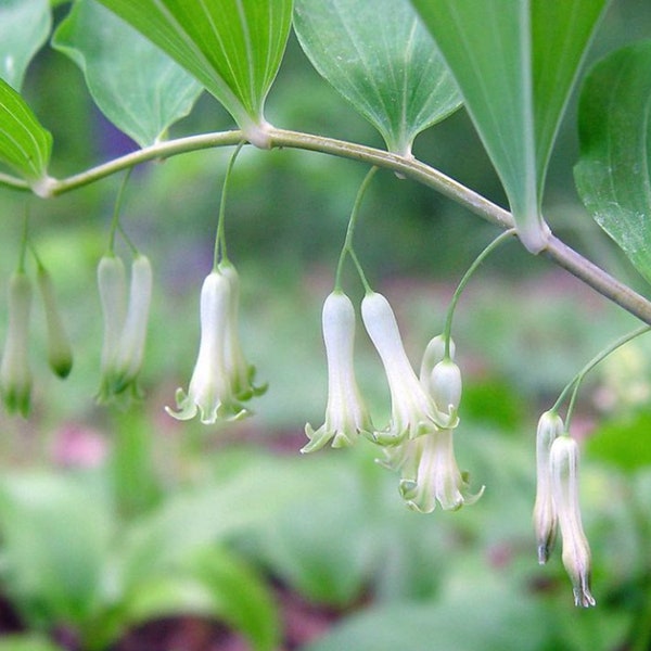 True Solomon Seal Root, Perennial Bulbs, Shade Plant, Deer Resistant Bulbs, Fragrant Plant, Pollinator Flower, White Perennial Flower