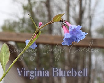 10 Virginia Bluebell Bulbs: Color Changing Bell Shaped Perennial Flower