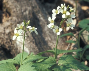 Toothwort, Cardamine diphylla, Pollinator, Medicinal Herb, Herbaceous Perennial, Perennial Bulbs, Home Garden, White Flower Bulbs