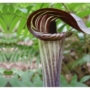 Jack in the Pulpit, Bulbs For Planting, Woodland Plants, Little Brown Jug, Arisaema Bulbs, Shade Plants, Spring Planting Bulbs