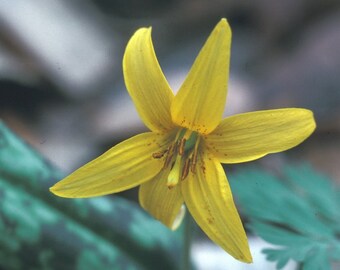 Trout Lily, Perennial Bulbs, Yellow Lily Bulb, Yellow Lilies, Flower Bulbs, Herbaceous Flowers, Spring Planting Perennial