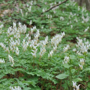 Dutchman's Breeches, Perennial Flower Bulbs, Unique Flower Bulbs, Spring Planting Bulbs, Woodland Plants, Deer Resistant Perennial