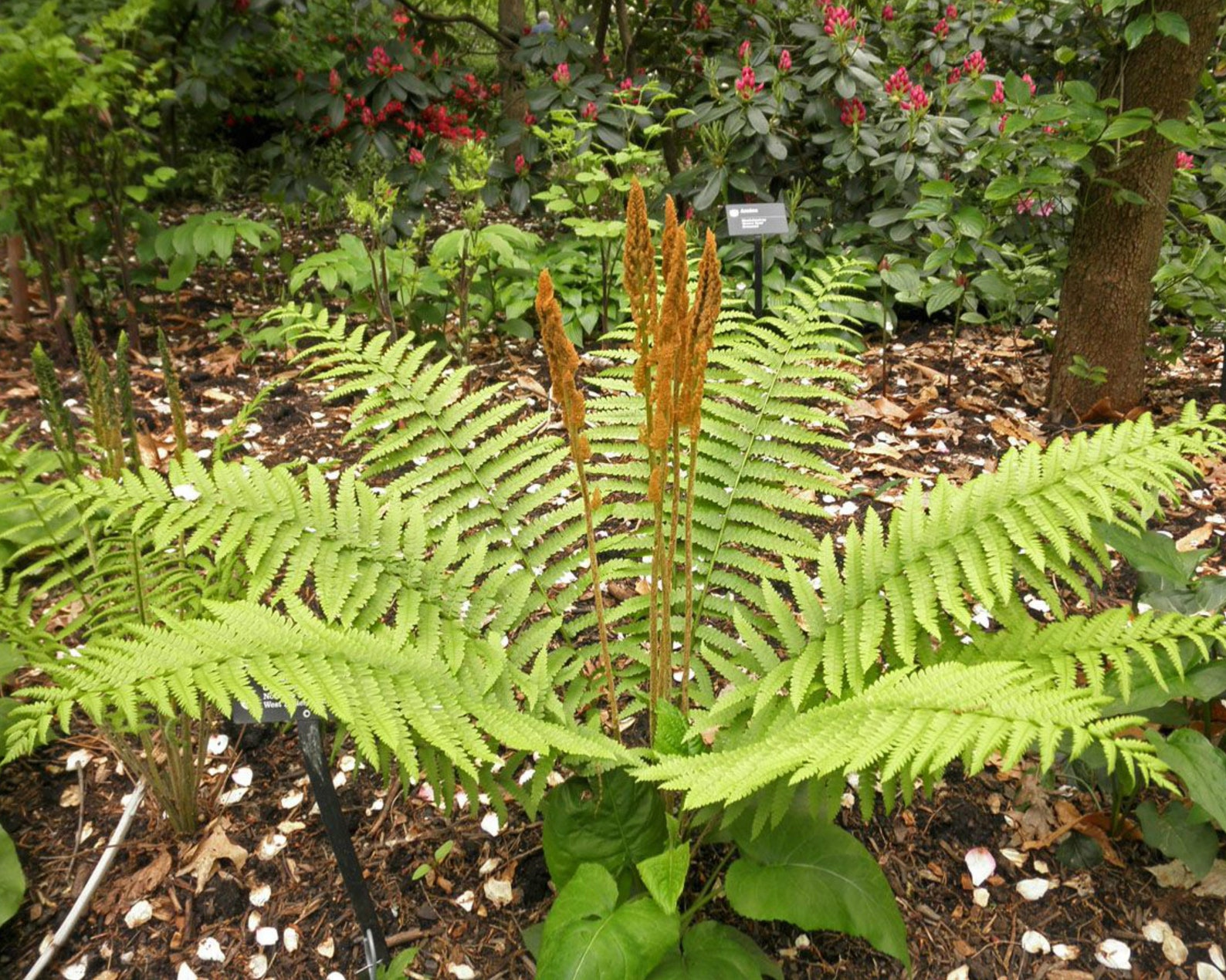 Cinnamon Fern Osmunda Cinnamomea Fern Rhizomes Decorative Etsy