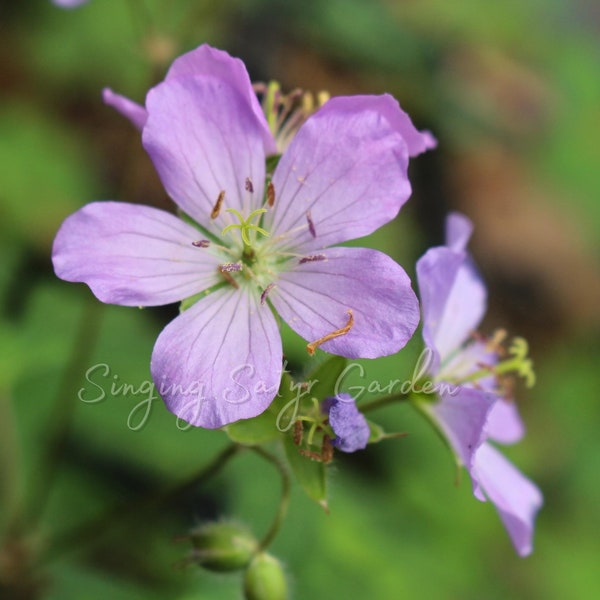 Geranium Bulbs, Geranium maculatum, Wild Geranium, Purple Geranium, Wildflower Bulbs, Home Garden, Perennial Flower, Attracts Butterflies