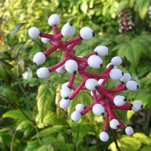 Doll's Eye Bulbs, White Baneberry, Perennial Bulbs, Unusual Plant, Unique Plant, Shade Plant, Realistic Angel, Summer Bloom, Fragrant Plant