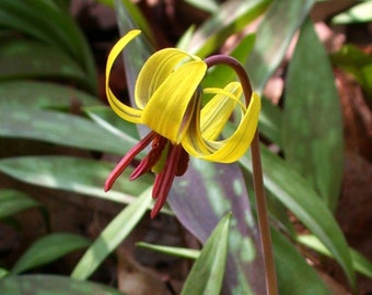 Trout Lily, Perennial Bulbs, Yellow Lily Bulb, Yellow Lilies, Flower Bulbs, Herbaceous Flowers, Spring Planting Perennial