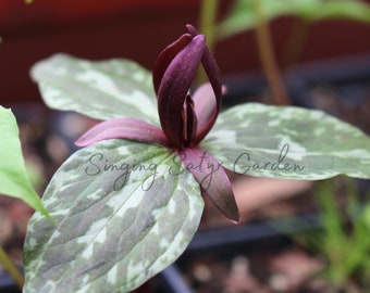 Toadshade Trillium, Perennial Flower Bulbs, Woodland Flowers, Bulbs for Spring Planting, Burgundy Flowers, Woodland Wildflower