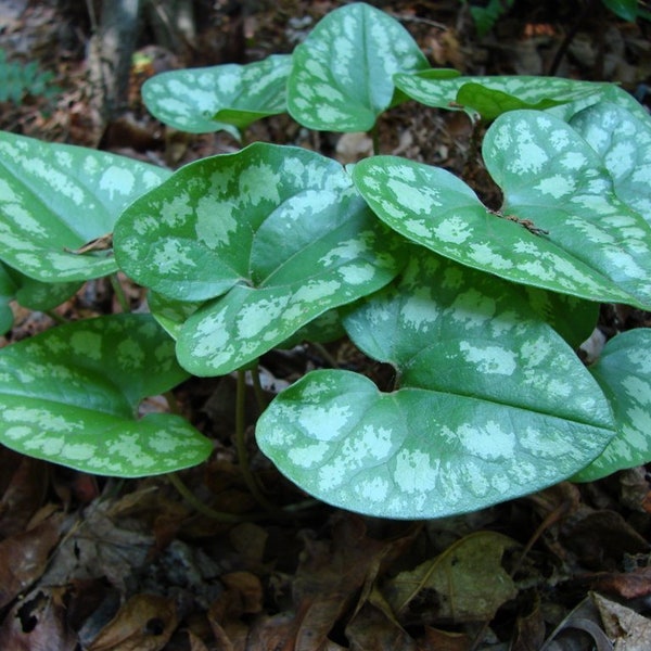 Ground Cover for Shade Etsy