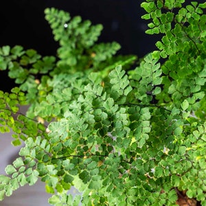 10 Maidenhair Fern Rhizomes