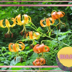 Turk&#39;s Cap Lily, Perennial Flower Bulbs, Orange Lily, Exotic Flower, Lilium Bulbs, Lily Bulbs, Summer Blooming Bulbs, Full Sun Plant