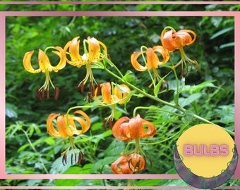Bulbos de lirio de sombrero de turco: perenne exótica de color naranja