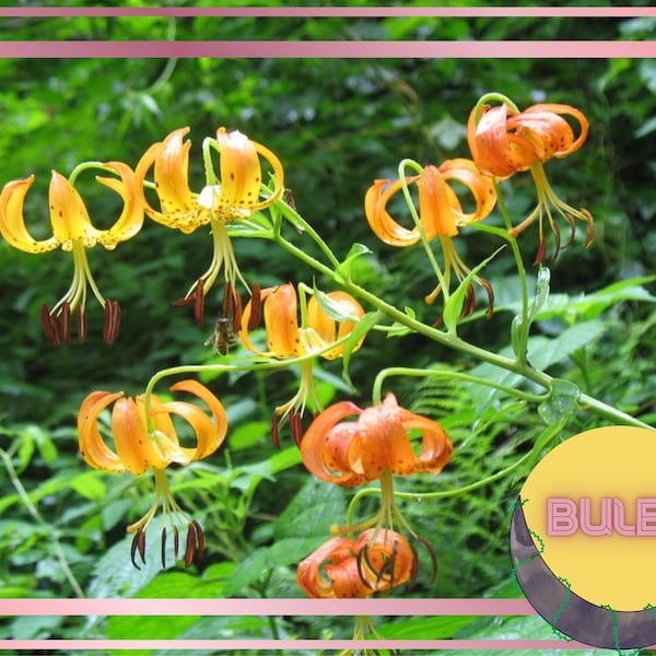 Turk's Cap Lily, Lilium superbum Bulbs, Orange Lily, Perennial Flower Bulbs, Exotic Flower, Lilium Bulbs, Plants for Zone 9, Lily Bulbs