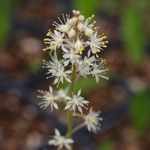 Foamflower, Perennial Flower Bulbs, Landscaping Plant, Pollinator Plant, White Flower, Spring Bulbs, Native Wildflower, Unique Plant