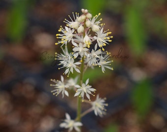 Foamflower, Perennial Flower Bulbs, Landscaping Plant, Pollinator Plant, White Flower, Spring Bulbs, Native Wildflower, Unique Plant