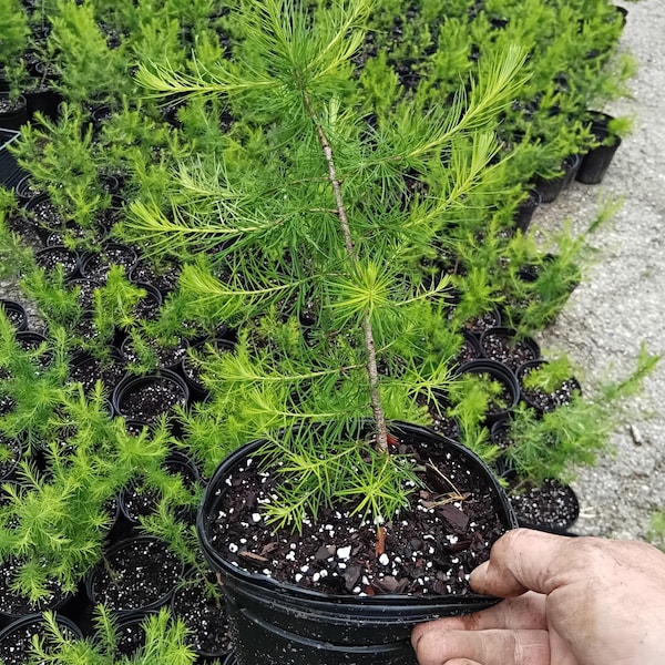 American Larch seedling