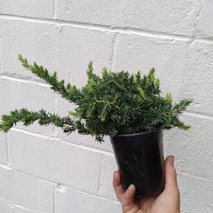 Blue Pacific Juniper 1 quart size